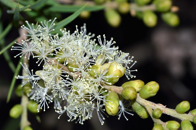 Melaleuca