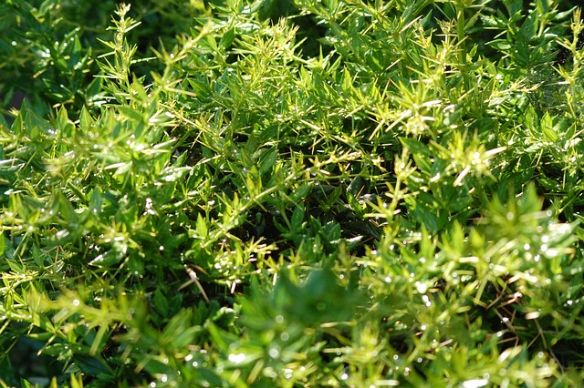 Neroli