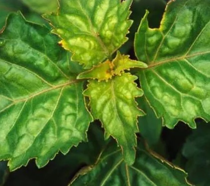 Patchouli