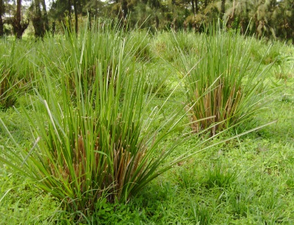 Vetiver