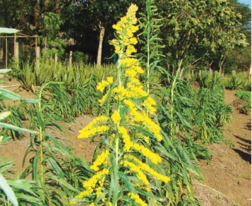 Arnica-do-campo