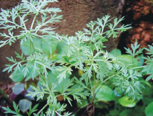 Artemísia