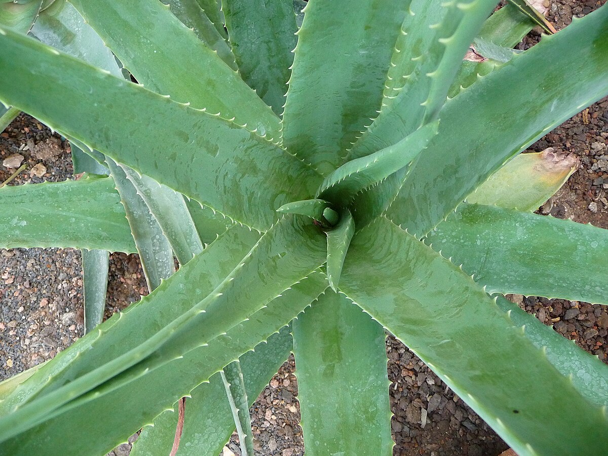 Babosa