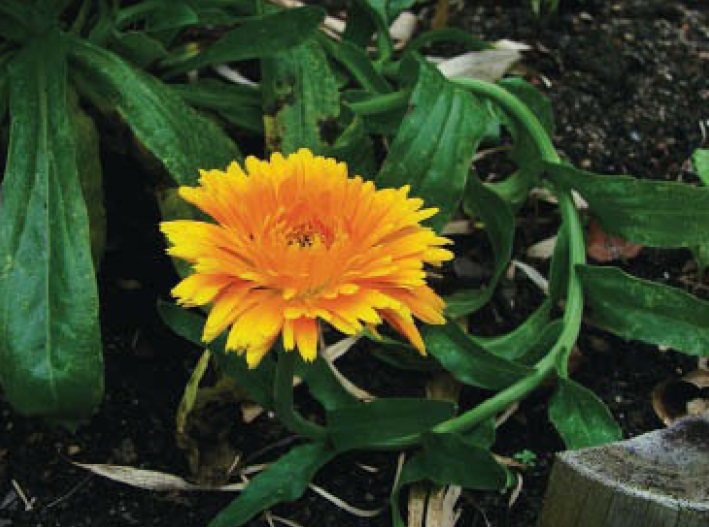 Calêndula