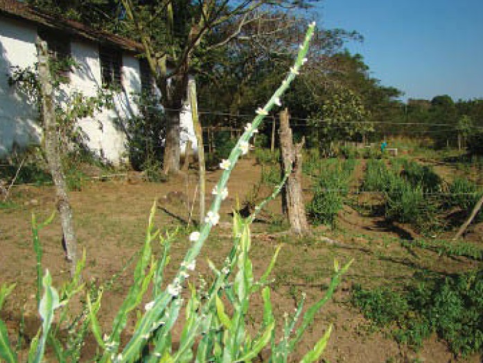 Carqueja
