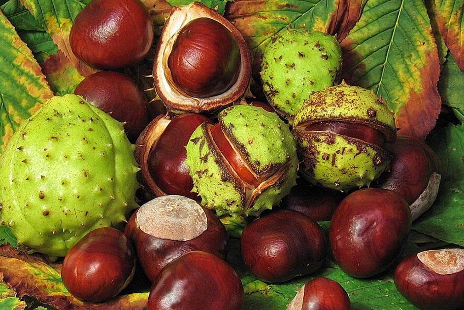 Castanha-da-índia