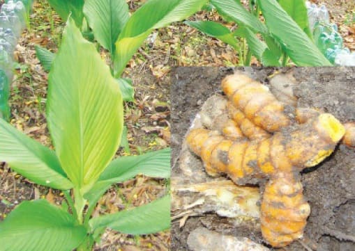 Cúrcuma