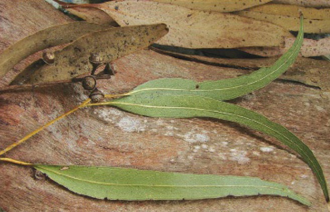 Eucalipto