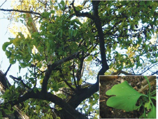 Ginkgo