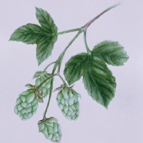 Lúpulo
