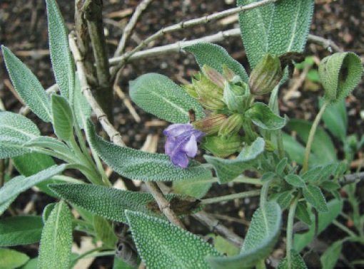 Sávia Esclareia