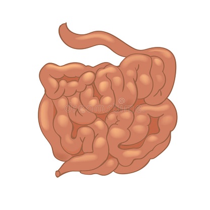 Intestino-Delgado